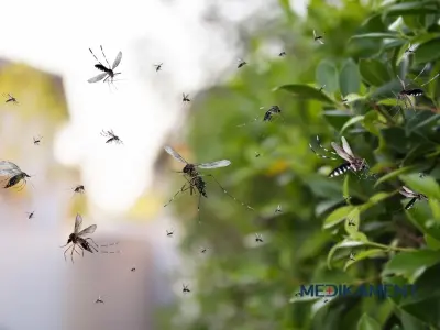 Komáre - čo ich odpudzuje a čo je proti komárom naozaj účinné? 