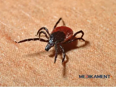 Nebezpečný kliešť - ako ho správne vybrať a aké riziká hrozia?