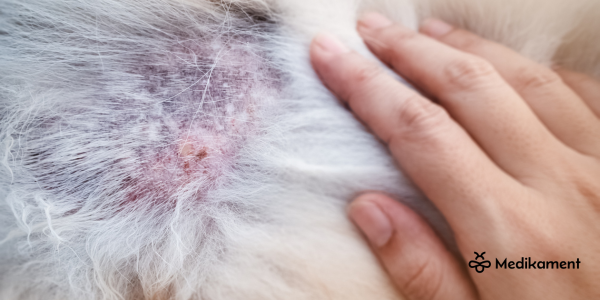 kožn&eacute; choroby psov alergia u psa